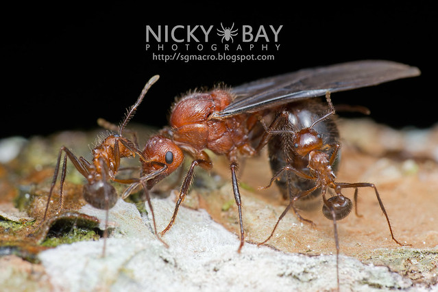 Ant (Myrmicaria sp.) - DSC_6164