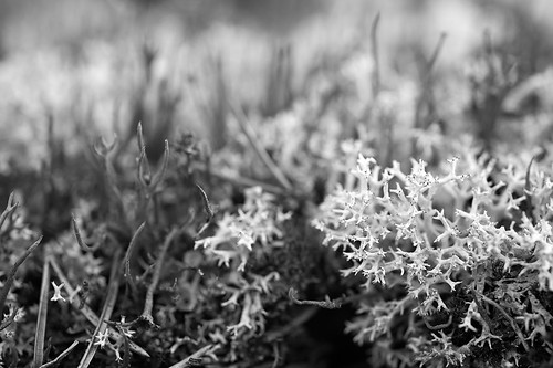 bw nikon quebec nb micro cote nikkor lichens nord mosses mousses d700