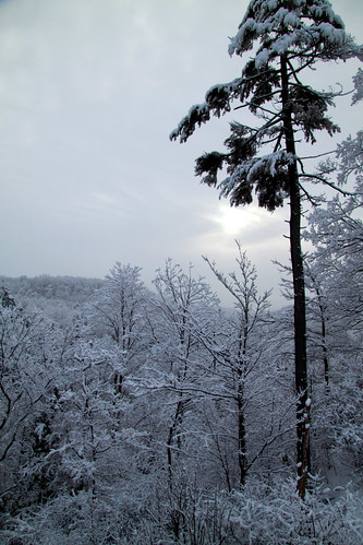 morning trees winter snow ontario canada canon eos grey day favourites snowscene pickering 50d wetsnow viewonblack