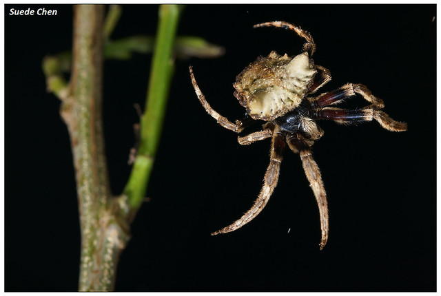 無鱗尖鼻蛛(多角錐頭蜘蛛) Poltys illepidus L. C. Koch, 1843