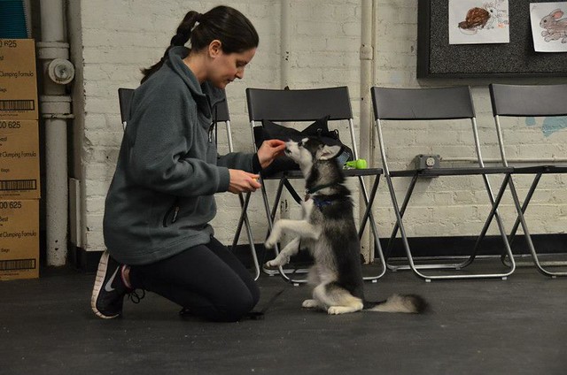 NYC Dog Trick Training Class