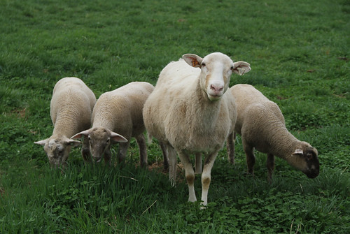 green grass hair spring sheep pasture april lambs triplets grazing katahdin ewe