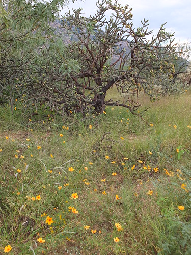 arizona outdoor poppy grandiflora kallstroemia