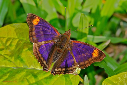 peru butterfly rainforest butterflies reserve tropical tambopata puertomaldonado nymphalidae madrededios neotropical malinowski faunaforever