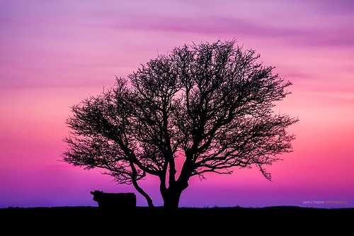 tree sussex cow silouette nationalgeographic purplesky devilsdyke sussexdowns thesouthdowns magicalsunset treeinsunset magicaltree