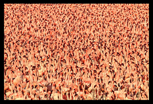 This is but a fraction of the Lesser Flamingo flock present on Lake Bogoria in July 2011. There were between 1.5 and 2 million birds present.