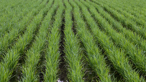 plants green field japan japanese rice ricepaddy xsi naka cultivated 田 canonxsi 那珂市 中菅谷