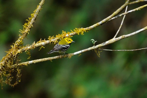 green dendroicavirens warbler blackthroated