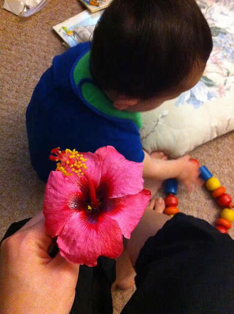 He gave me a hibiscus!