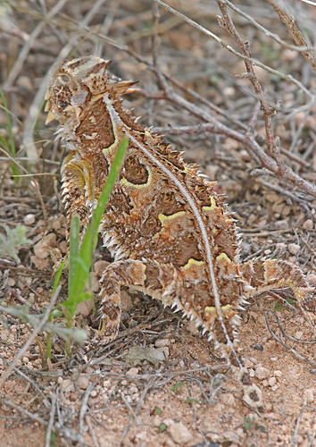 2016 iguania nm northroosevelttrap phrynosoma phrynosomacornutum phrynosomatidae rooseveltco squamata texashornedlizard texashornedtoad hornedlizard hornedtoad lizard reptile