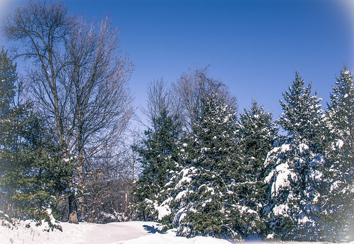 new york trees winter usa snow landscape state evergreens treescape hudsonrivervalley snowscape autofocus mygearandme 845areacode ringexcellence flickrstruereflection1 rememberthatmomentlevel1