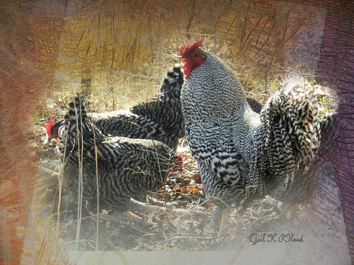 chickens photoshop rooster speckled textured hens autofocus thegalaxy flickraward theperfectphotographer thebestofday gailpiland ringexcellence flickrstruereflection1 rememberthatmomentl1