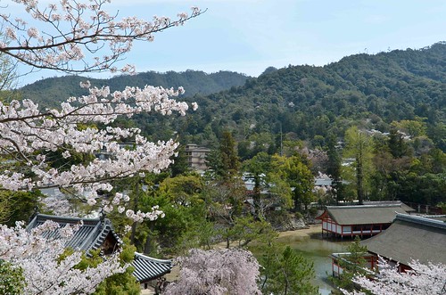 Itsukushima Shrine Sakura