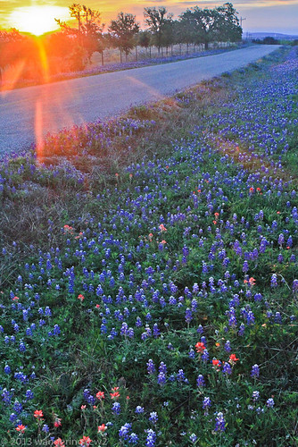 flower sunrise geotagged texas bluebonnet hillcountry wildflower bluebonnets indianpaintbrush texaswildflowers texashillcountry wonderfulworldofflowers lupinustexsenis geo:lat=30683632 geo:lon=98540802