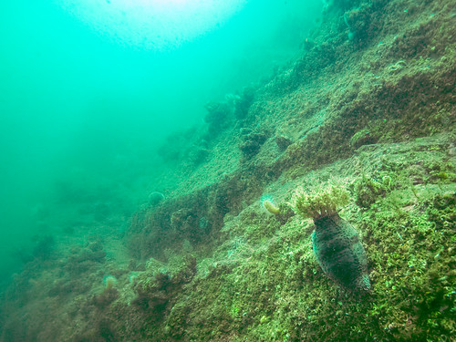 nature norway diving seacucumber levanger cucumariafrondosa olympusomdem5 olympusmzuiko918mmf4056
