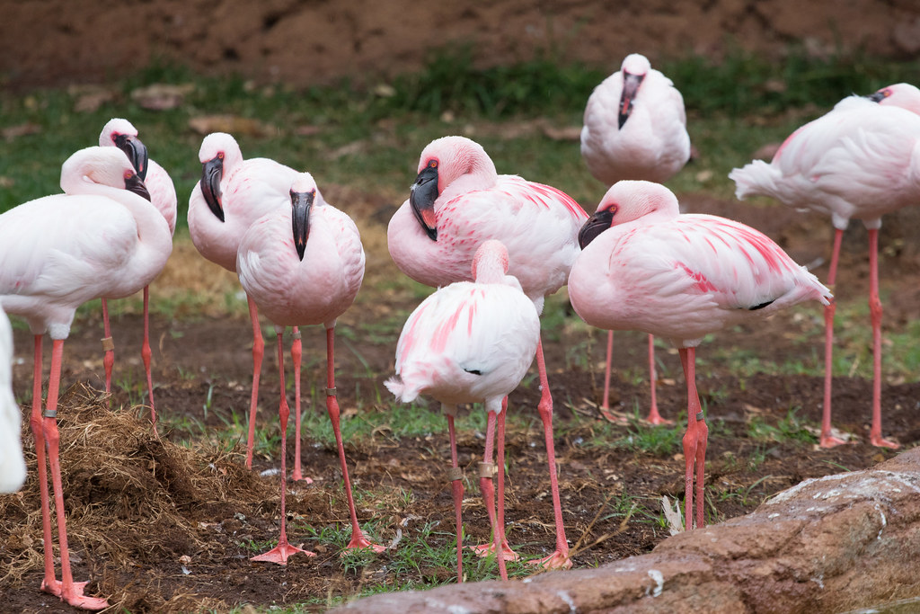 lesser flamingo (Phoeniconaias minor)