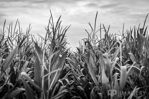 stalks corn crops stalk monochrome crop kentucky farm bw blackandwhite rows field usa