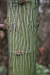 Acer davidii  - Snakebark maple