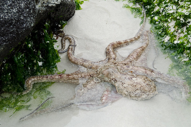 Galapagos: Reef Octopus