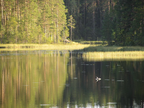 lake forest evening sweden calm dalarna tranquil gryssen lakegryssen leksandskommun