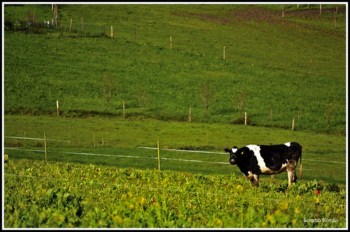 animal cow vache vaca