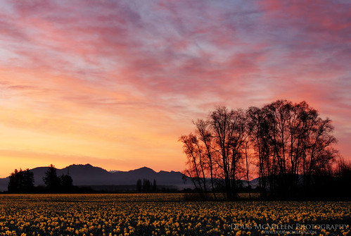 sunrise washington daffodils skagitvalley march2013
