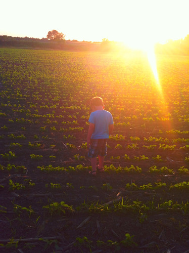 boy field beans young soybeans