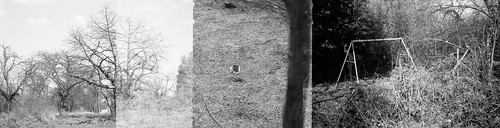 blackandwhite plant tree film nature landscape doubleexposure natur pflanze landschaft baum overlap agfaapx100 badvilbel schwarzweis fujidl900 canoscan9000f fujidl900zoom