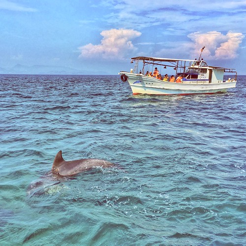 dolphin dolphinwatching japan kumamoto amakusa