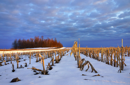 trees winter sunset field landscape cornfield raw agriculture lowview tonemapped