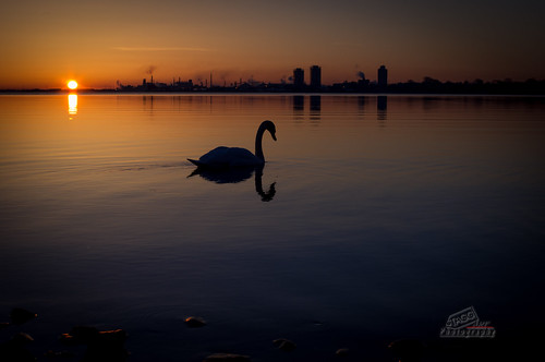 silhouette sunrise swan pentax hamilton kr burlingtonbay smcpfa35mmf20al