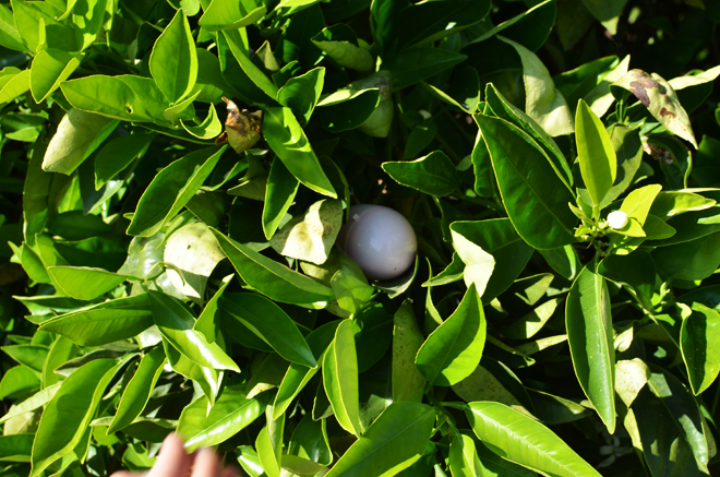egg hunting in an orange grove