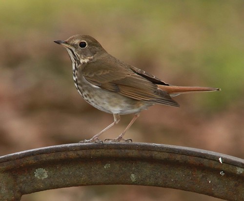 nature spac hermitthrush coth hollyspringsms awesomebirds coth5
