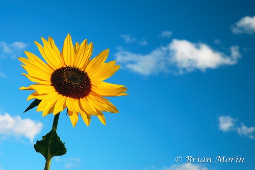 sky floral yellow sunflower