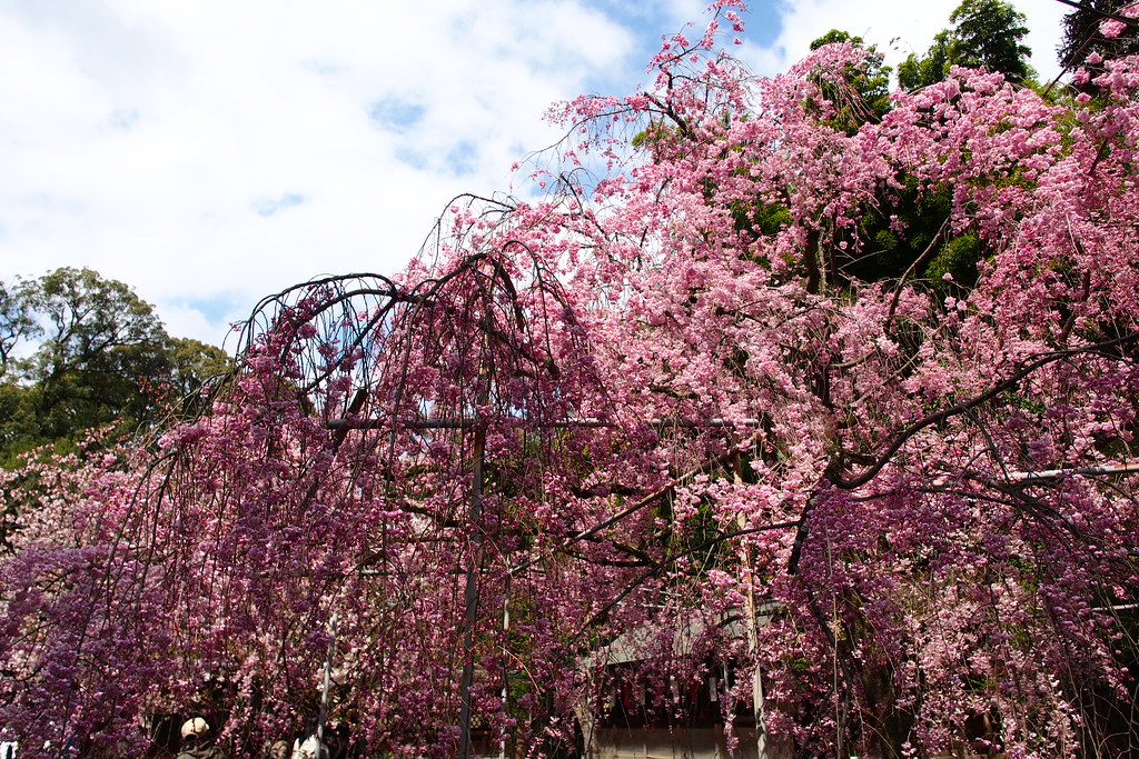 平野神社 櫻花