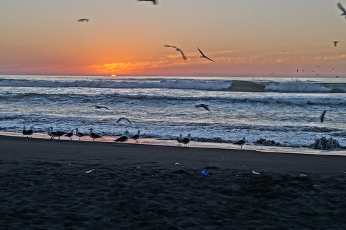 chile sunset sea beach animal atardecer mar seagull playa planet gaviota hdr maule iloca licantén