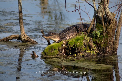 nature georgia gator wildlife alligator americanalligator alligatormississippiensis mcintoshcounty mikemccallphotography ©2013mikemccall arrisnecknationalwildliferefuge