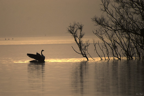 water birds sunrise geotagged iad goose llangorse lakesandreservoirs