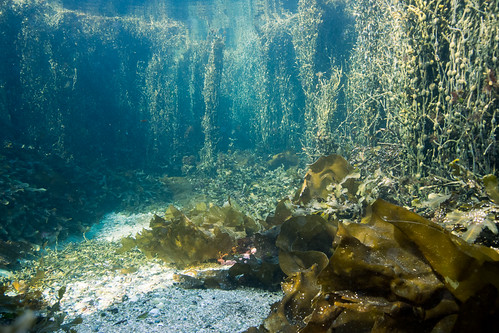 seaweed nature norway diving hitra rockweed ascophyllumnodosum olympusomdem5 olympusmzuiko1250mmf3563