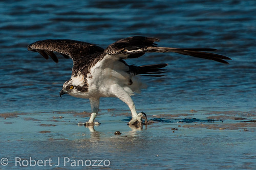 bird ngc sanibel osprey jndingdarlingnwr goldwildlife naturesharmony
