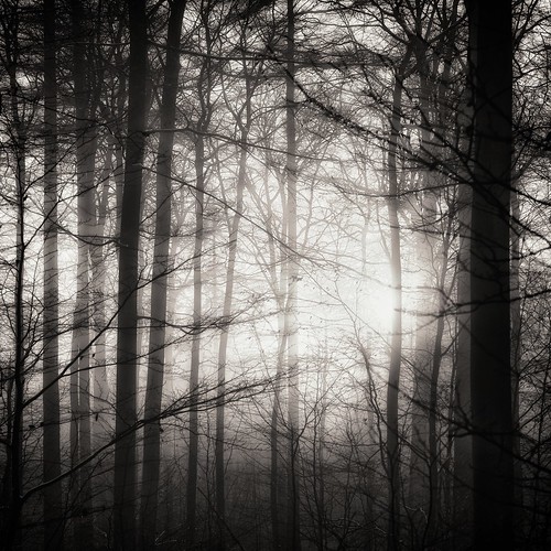 winter blackandwhite sun white black tree fog germany nikon forrest schleswigholstein d800 hohenhorst dubdream