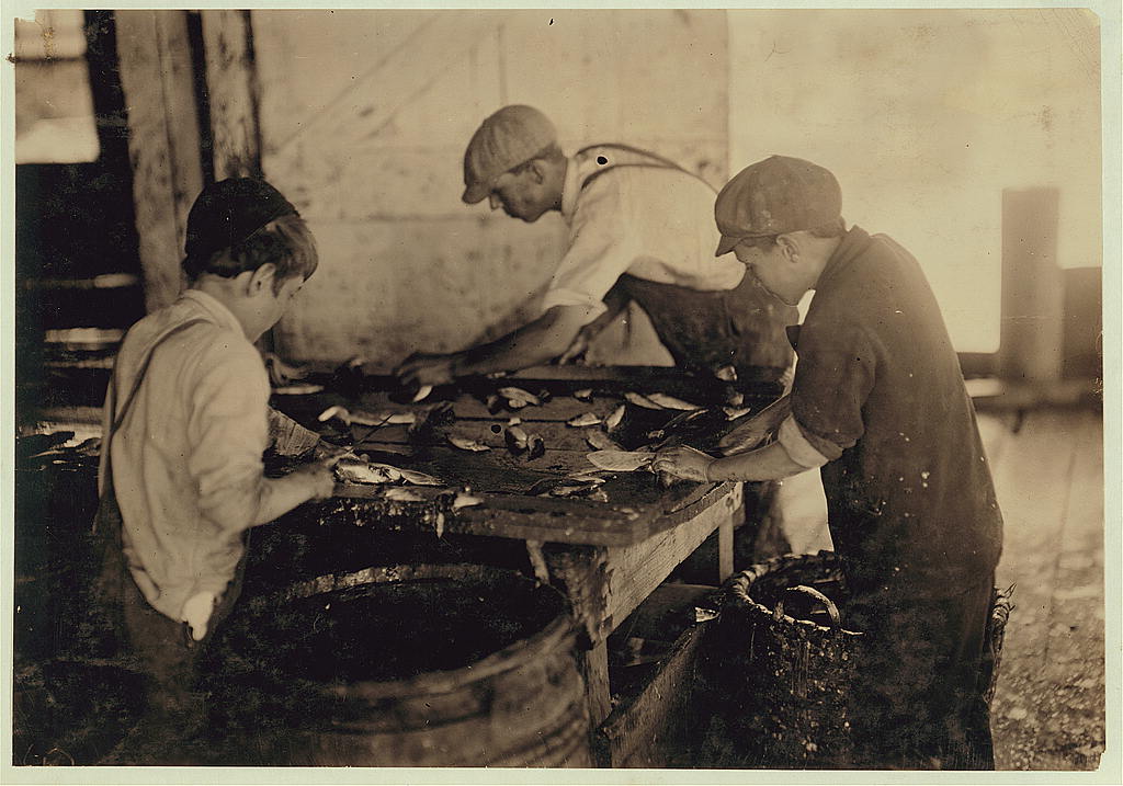 Shows the way they cut the fish in sardine canneries. Large, sharp knives are used, with a cutting and sometimes a chopping motion. The slippery floors and benches, and careless bumping into each other increase the liability to accident. "The salt gits in the cuts an' they ache." Location: Eastport, Maine.