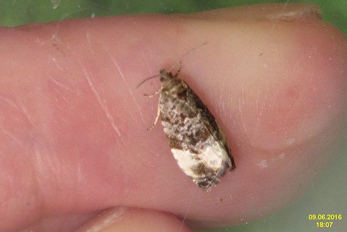 2016 moths hedyapruniana plumtortrix obalečstřemchový obaľovačtrnkový