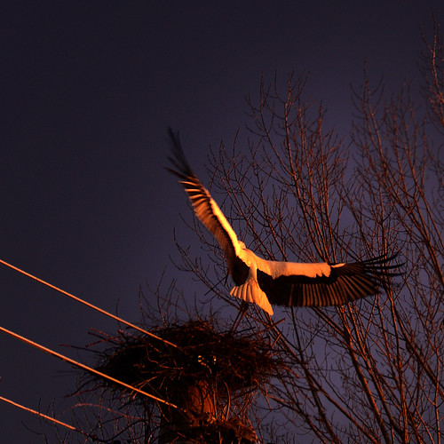 stork flight fly landing bird sunset cicogna nest fagagna feagne friuli italy italia oasideiquadris nature nest22