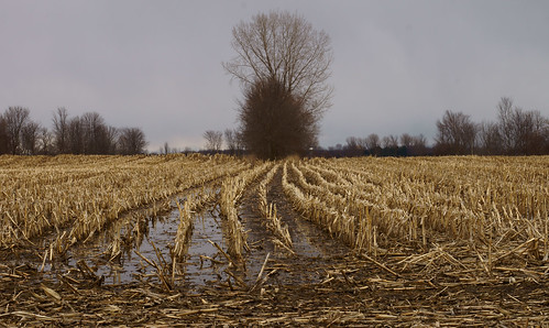 trees field landscape cornfield raw agriculture lowview