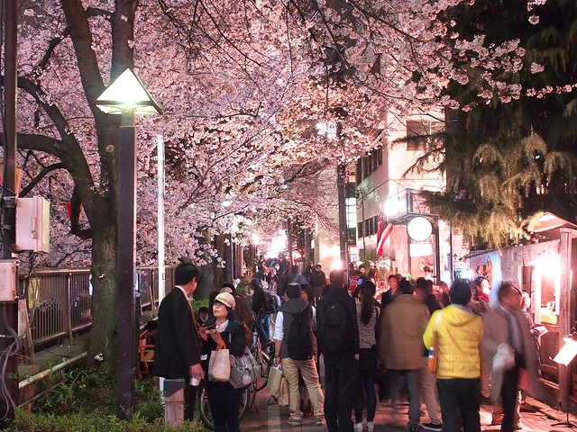 Everyone Loves Cherry Blossoms!