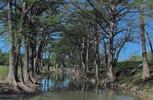 texas tx guadalupe river guadaluperiver tree trees cypress cypresses geotagged lone star state lonestarstate floyd muaddib floydmuaddib