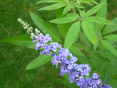 Small scale multi trunked tree
Palmately compound leaves
Purple flowers