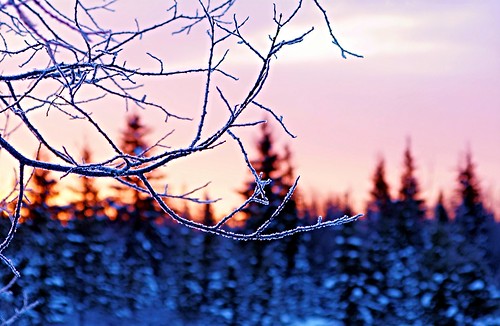morning trees winter alaska america sunrise landscape landscapes frost branch willow lastfrontier alaskalandscape theinspirationgroup jlsphotographyalaska
