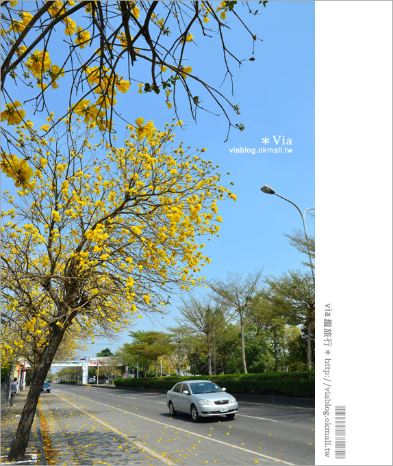 【黃金風鈴木】台灣最美、最長的黃金之路！就在彰化溪州台一線～7